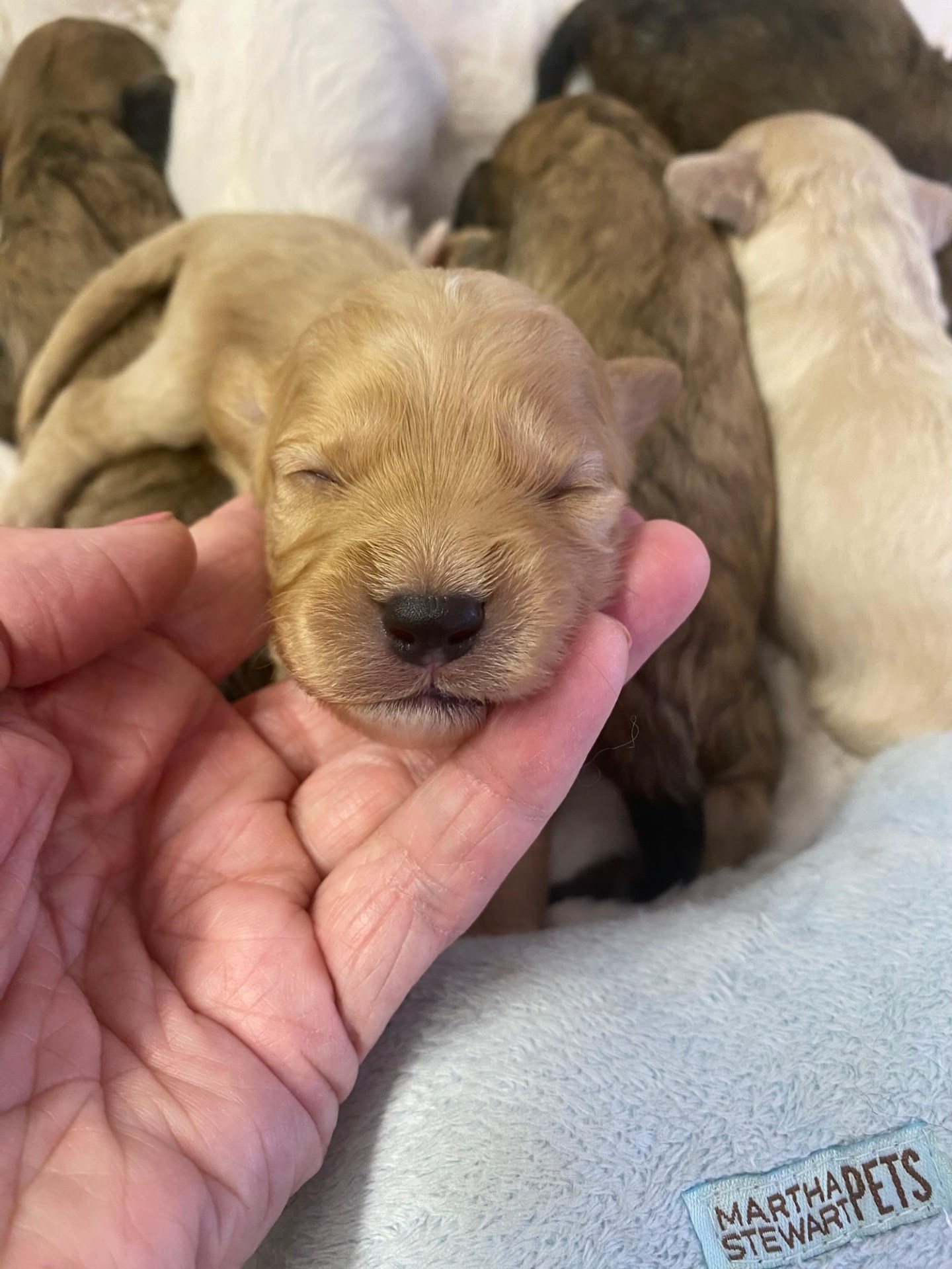 SILVER PAW CAVACHONS | Quality Cavachon Puppies